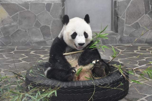 王子動物園のジャイアントパンダ