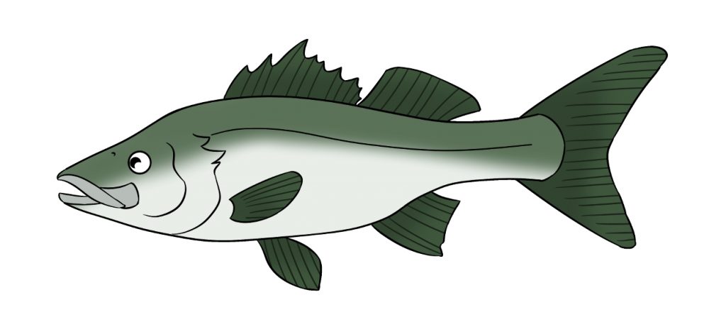 スズキ（魚）
