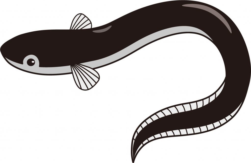 ふるさと納税でもらったうなぎ