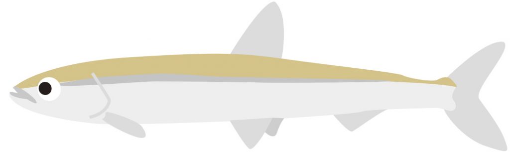 ワカサギ